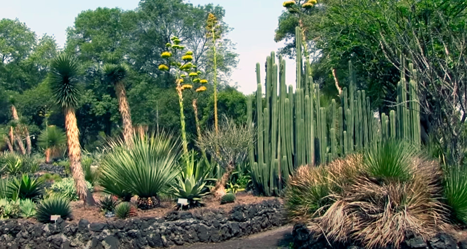 Biodiversidad urbana